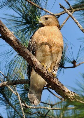Hawks Nesting 034.jpg
