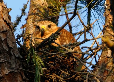 Hawks Nesting 089 sm.jpg
