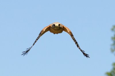 Low Pass.jpg