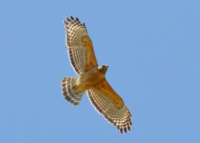 Hawks Circling 022.jpg