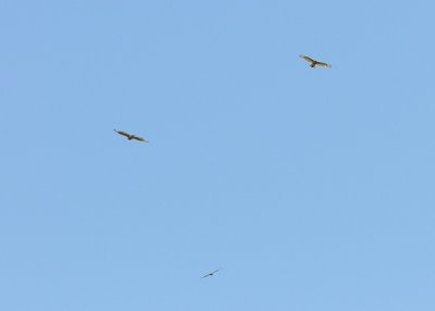 Hawks Circling 033.jpg