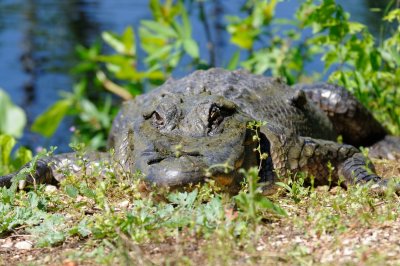 Brazos Bend 129.jpg