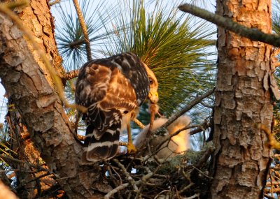Chick in the nes 057.jpg