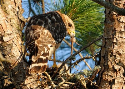 Chick in the nest 024.jpg