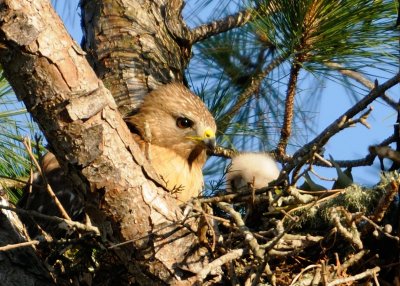 Chick in the nes 074.jpg