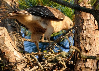 Chick in the nes 103.jpg