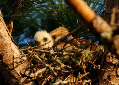 Chicks 004.jpg