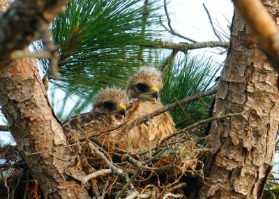 Chicks 160.jpg