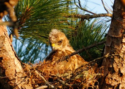 Chicks 171.jpg