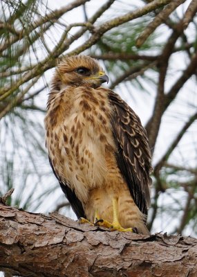 Fledglings 013.jpg