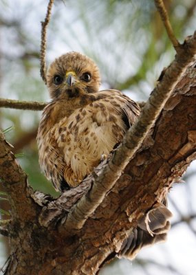 Fledglings 040.jpg