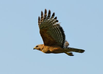 Fledglings 066.jpg