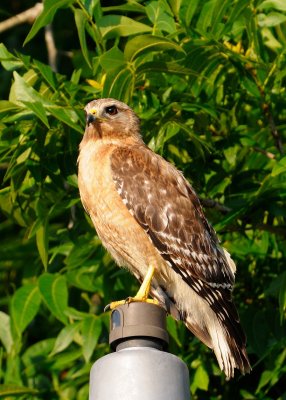 Fledglings 074.jpg