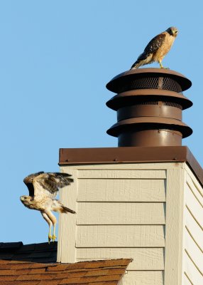 Fledglings 085.jpg