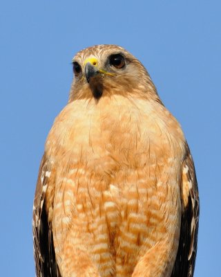 Momma Hawk