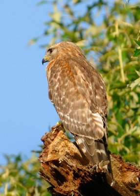 Moma Hawk