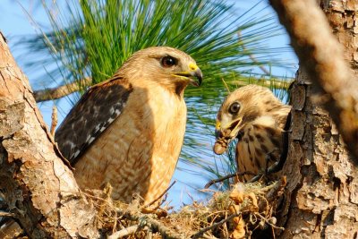 Fledglings 167.jpg