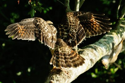 Fledgling and Squirrel 01.jpg