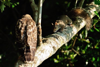 Fledgling and Squirrel 02.jpg