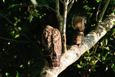 Fledgling and Squirrel 03.jpg