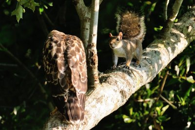 Fledgling and Squirrel 04.jpg