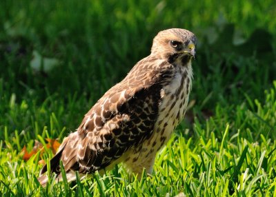 Fledglings 439.jpg
