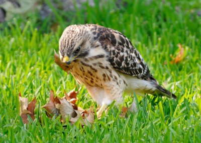 Fledglings 444.jpg
