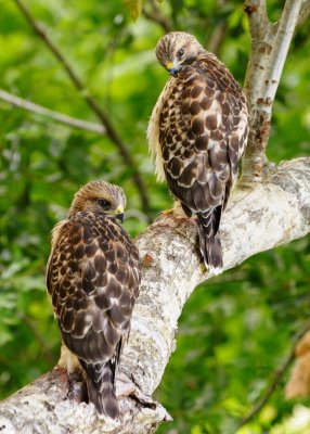 Fledglings 476.jpg