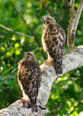 Fledglings 499.jpg