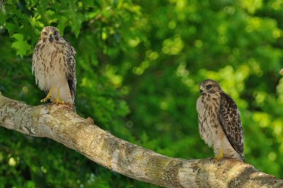 Fledglings 513.jpg