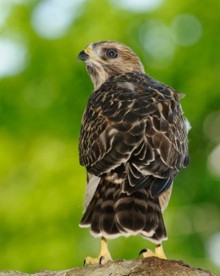 Fledglings 528.jpg