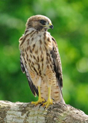 Fledglings 554.jpg