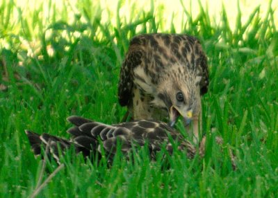 Fledglings 573.jpg