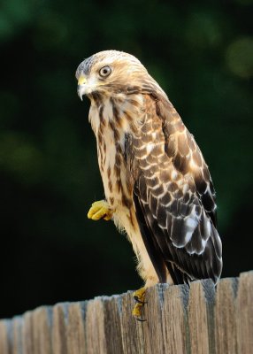 Fledglings 621.jpg
