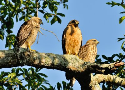 Momma and her two fledglings