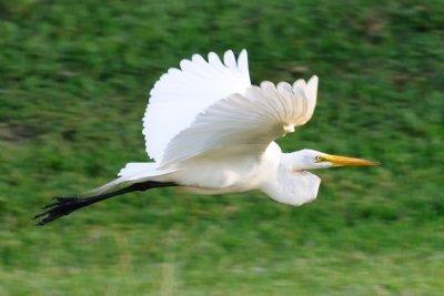 White Egret 01.jpg