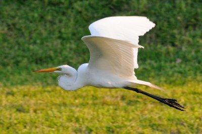 White Egret 02.jpg