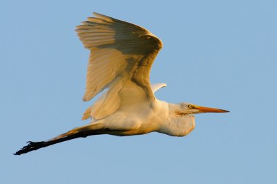 White Egret 03.jpg