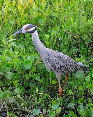 Yellow Crowned Night Heron 01.jpg