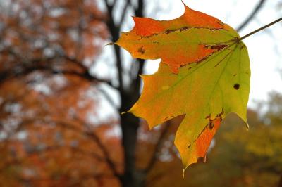 maple leaf rag i