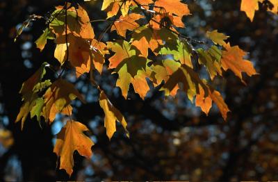 Maple curtain