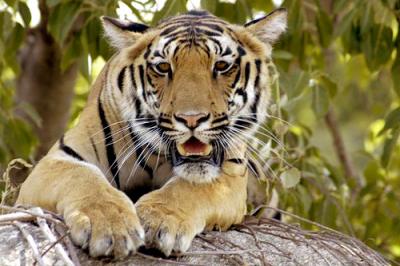Yuwaraj Gurjar's Tiger