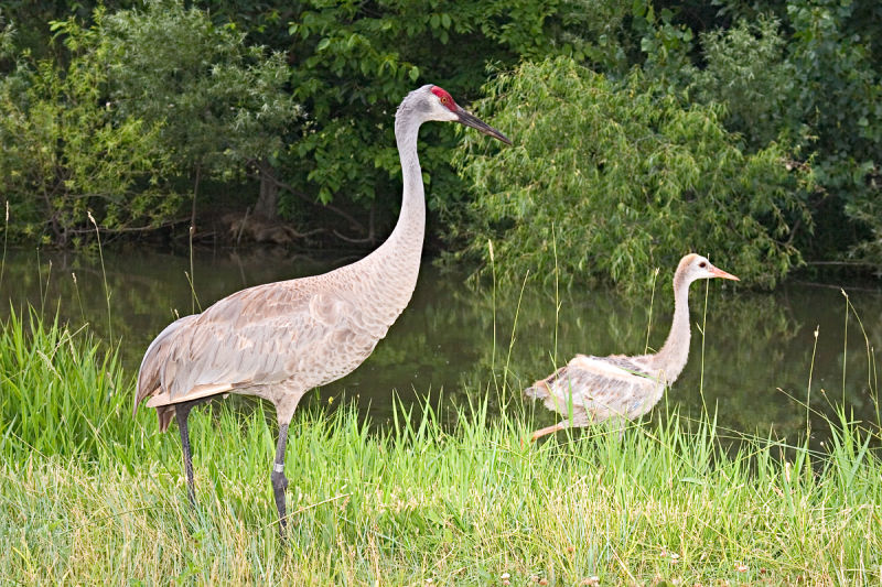 CRW_4146.jpg