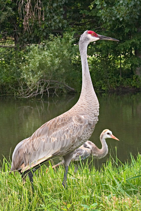 CRW_4156.jpg