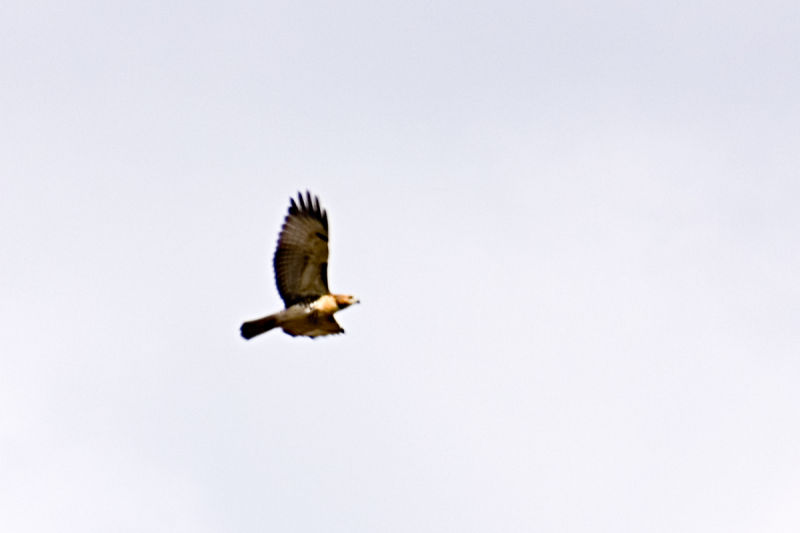 CRW_4307.jpg