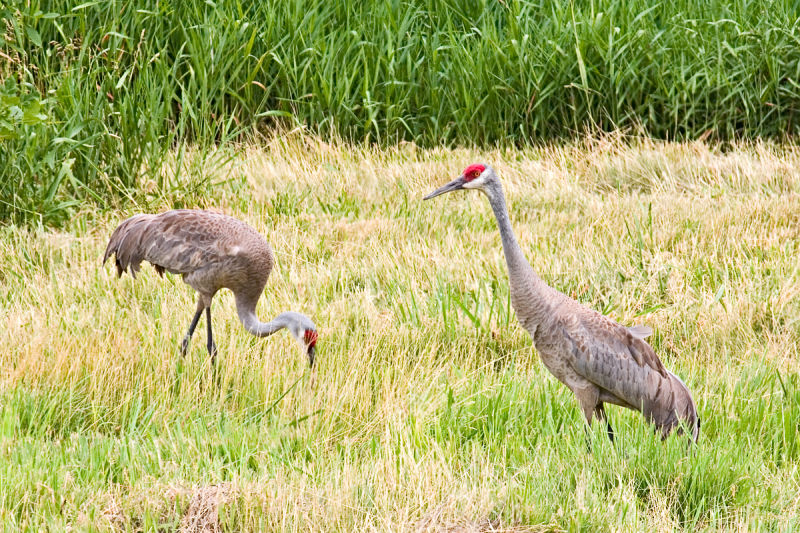 CRW_4354.jpg