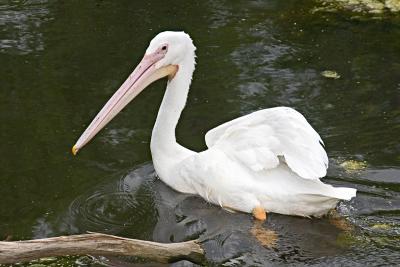 CRW_4385.jpg