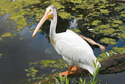 CRW_4395.jpg