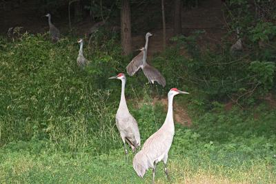 CRW_4409.jpg