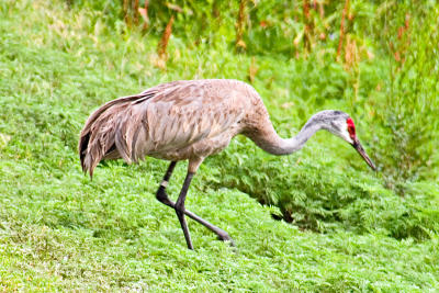 CRW_4419.jpg